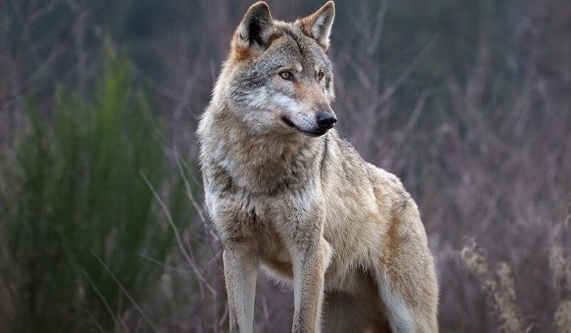 Arezzo positiva al parassita Trichinella la carcassa di un lupo