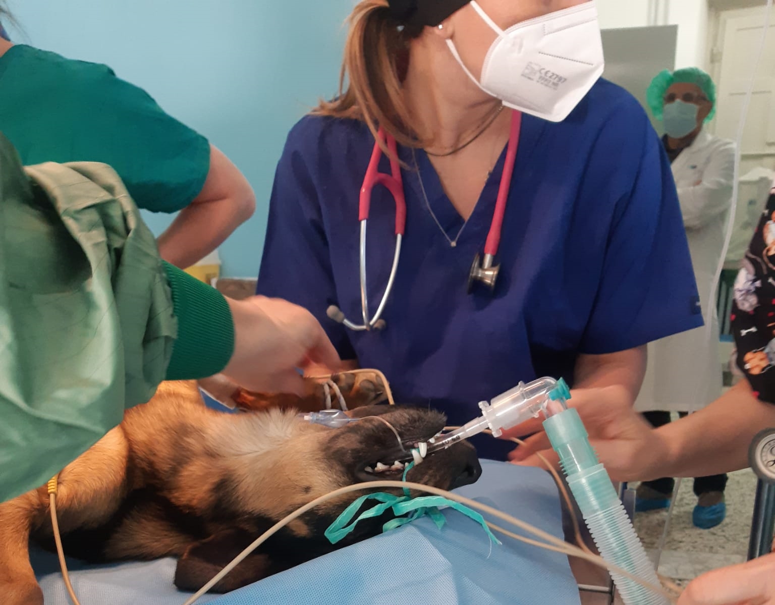 Servizio veterinario Asl anche ad Arezzo saranno possibili