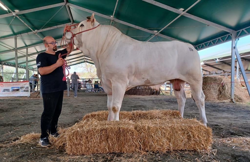 aretino il vincitore della 12 edizione mostra dei bovini di