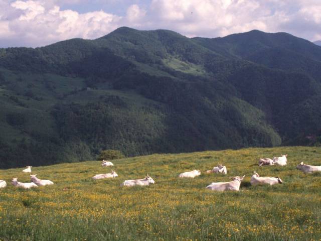 Mucche sdraiate prato Parco (foto di Paolo Mattioli).jpg