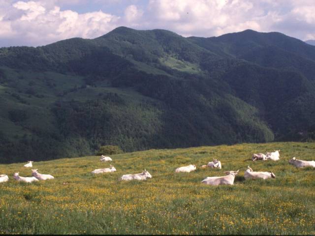 Mucche sdraiate prato Parco (foto di Paolo Mattioli).jpg