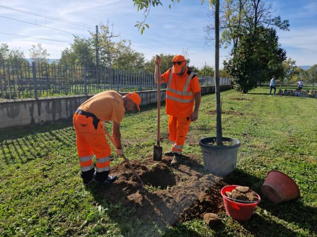 piantumazione alberi.jpeg