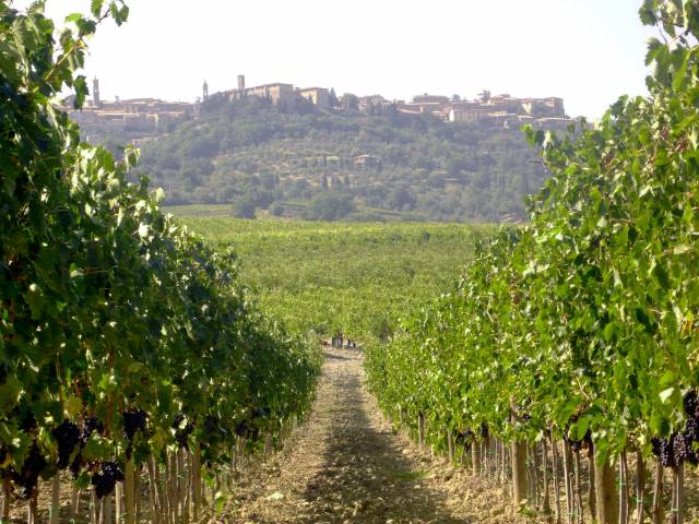 terroir pinino.jpg