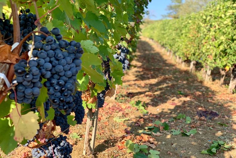 Vendemmia salvata dalle piogge, ma stallo vendite