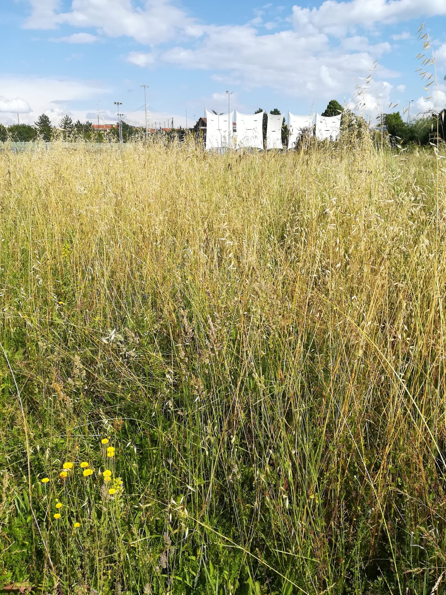 L’erba del vicino è sempre più verde