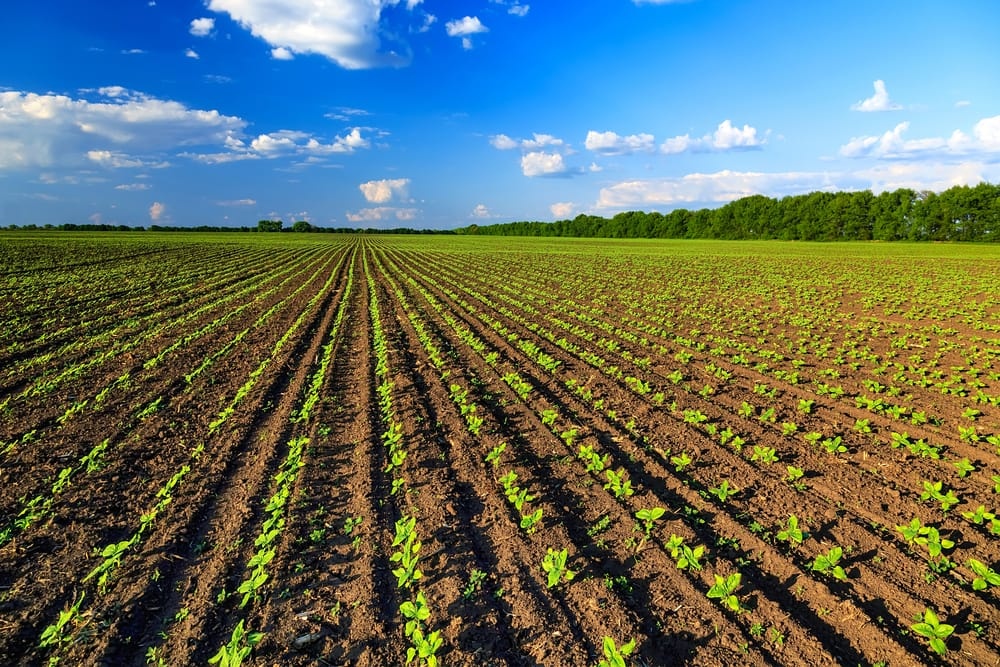 Agricoltura, D’Ettore (FI): “Il Governo si adegui a pronunciamento del Consiglio di Stato”