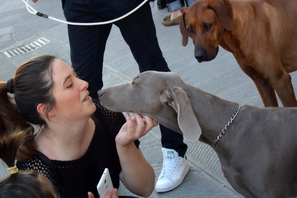 Valdarno Dog Winner. Esposizione cinofila a San Giovanni Eventi a Arezzo „Valdarno Dog Winner: esposizione cinofila a San Giovanni Valdarno – FOTO