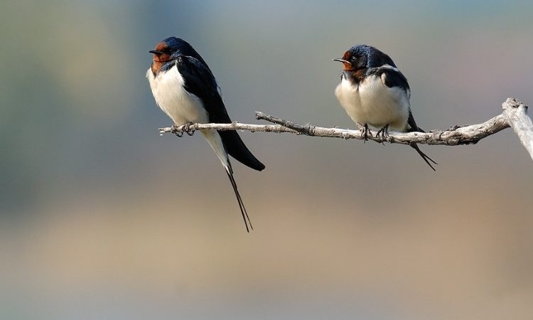 Ad Arezzo scoppia la guerra per gli uccelli