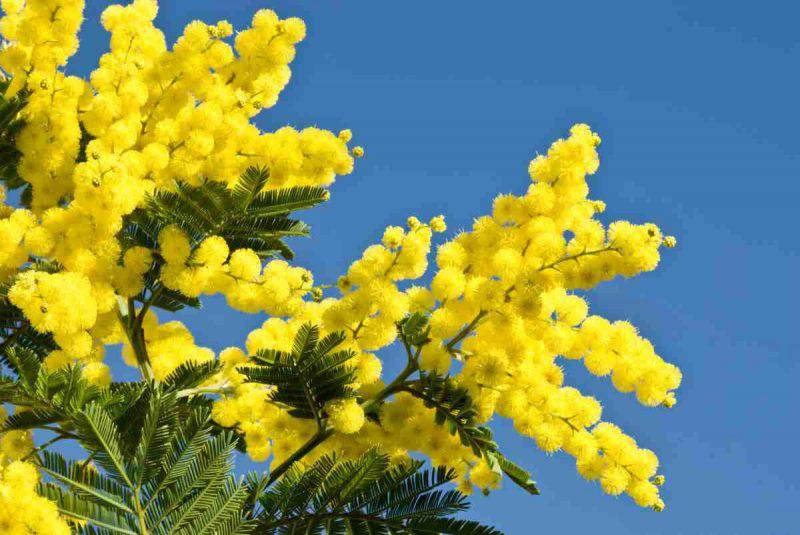 Festa della donna, tutte le iniziative in provincia di Arezzo