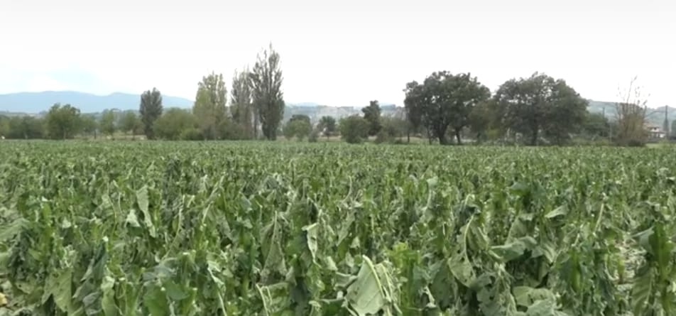 Danni al raccolto in Valdichiana e Valtiberina. Braccianti agricoli senza lavoro da due settimane