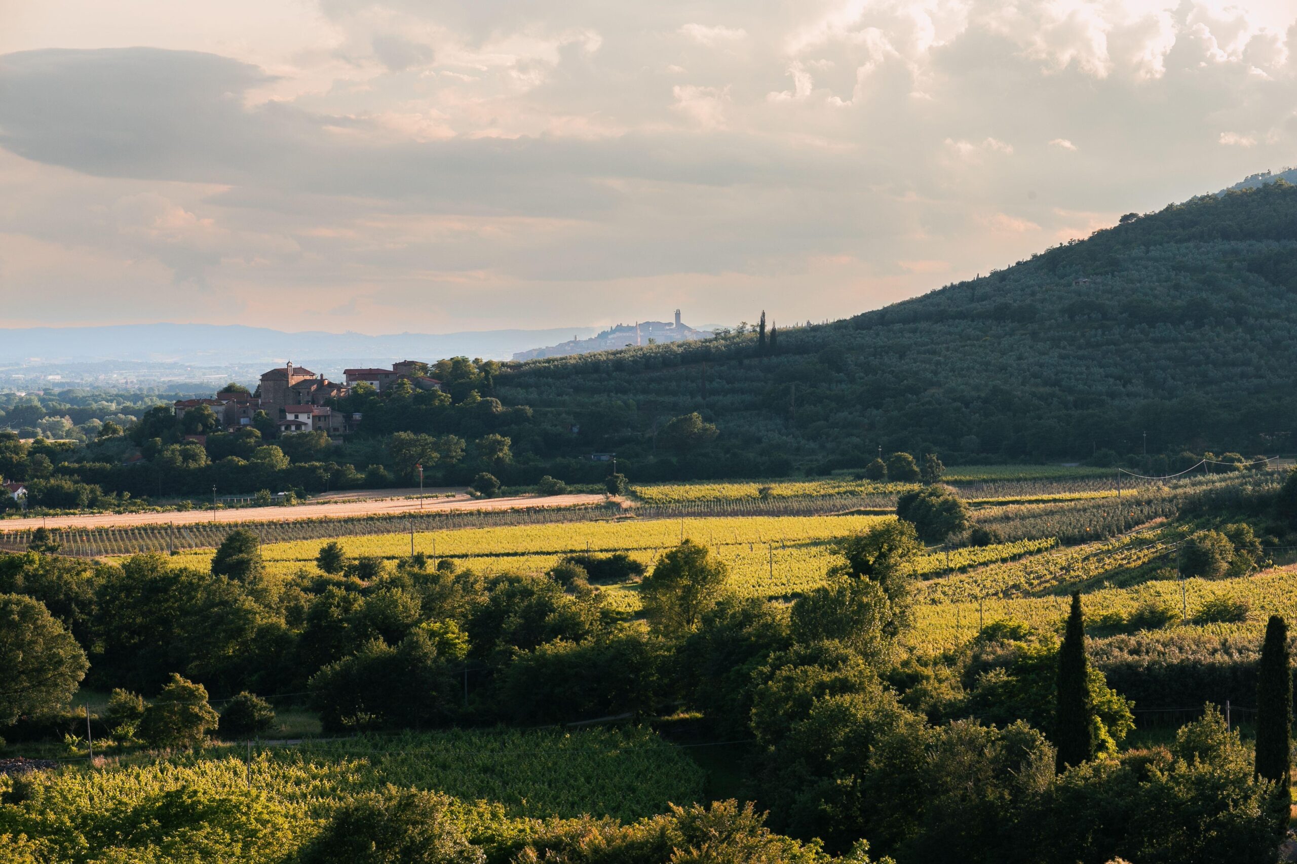 Un giorno in vigna